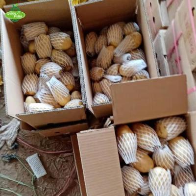 China 150-250g 9.5kg fresh boxes of high quality fresh potatoes sold in China for sale