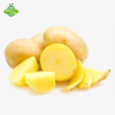 China Holland fresh potato seeds for sale