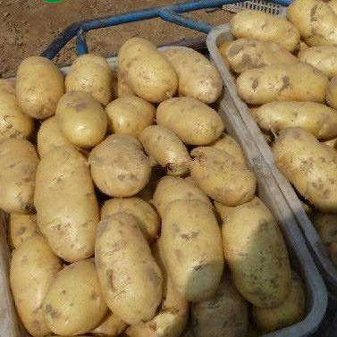 China Fresh potato in 10kg cartons for sale