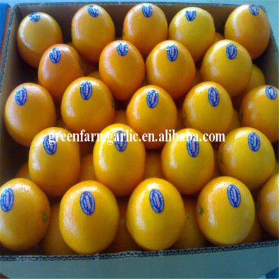 China Fresh a large number of navel orange delicious fresh market, welcome to buy for sale