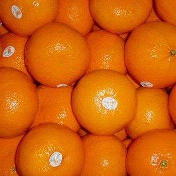 China Fresh navel orange price for sale