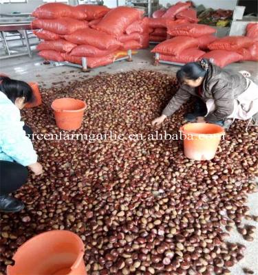 China Fresh chestnuts fresh, chestnuts are the latest on the market for sale