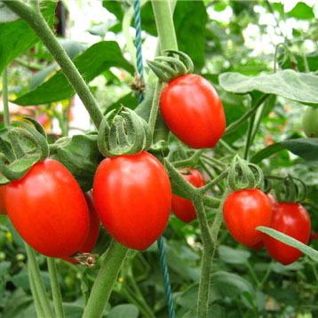 China New Fresh Ripe Delicious Romaine Tomatoes Wholesale for sale