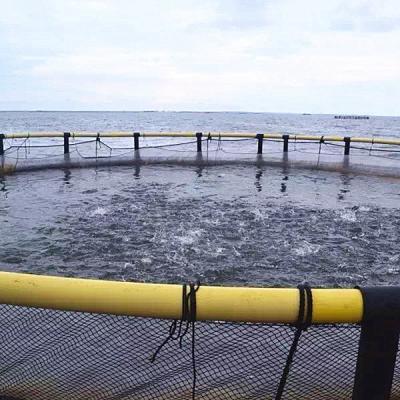 China Fish Uganda Tilapia Farming Fish Cages for sale