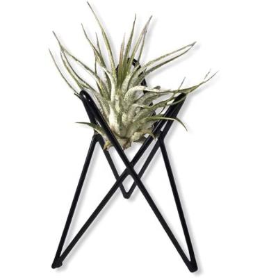 China Durable Wire Metal Black Pots For Live Air Plants Holders To Display Support For Other Unique Table Top And House Plants for sale