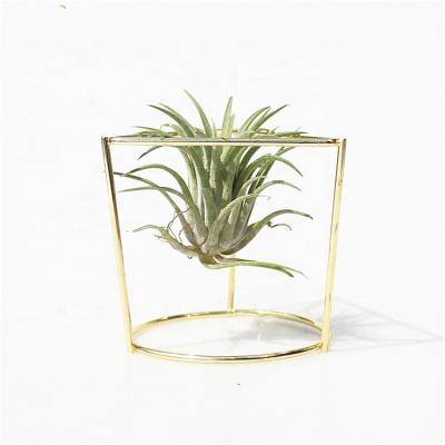 China Durable Tillandsia Plant Display Racks, Live Tropical House Plants for Air Plants Home Decor-Indoor for sale