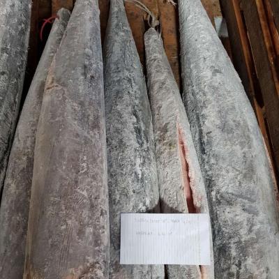 China NATURE High Quality Sea Frozen Other Fishes HGT Wahoo Fish for sale