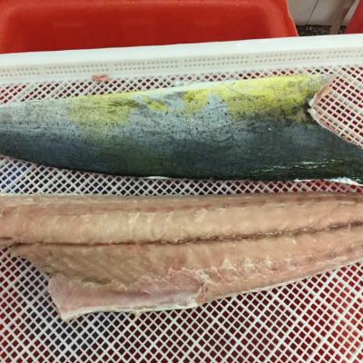 China NATURE Mahi Mahi Fish Fillet With Wholesale Price for sale