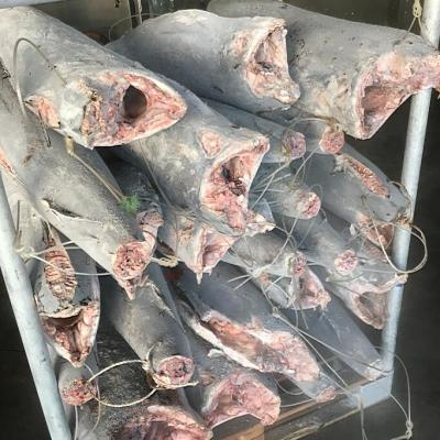 China Frozen marlin fish price beluga black marlin frozen hgt for sale for sale