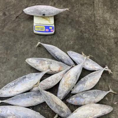 China Tuna Whole Round Best Price Low Fat Frozen Seafood Bonito for sale