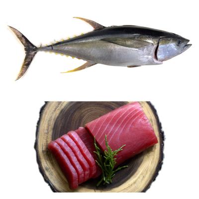 China 10-20KG IQF Low Fat Whole Wholesale Frozen Yellow Fin Tuna Fish for sale