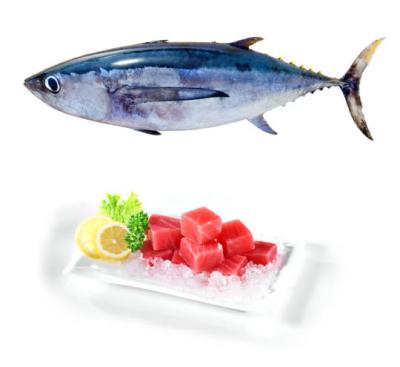 China Seafrozen IQF Tuna Fish Buyers Low Sugar Whole Round Salmon Trout for sale