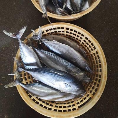 China Wholesale Low Sugar Good Quality IQF Tuna Tuna Fish Whole Round Frozen Bonito Stripped for sale