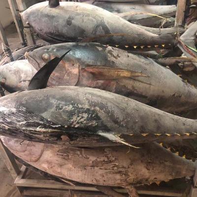 China Low Fat 20KG Up IQF Wholesale Round Bigeye Frozen Tunas for sale