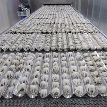 China Wholesale frozen price 60-80g/pcs baby octopus for sale