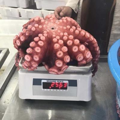 China High quality frozen boiled live octopus octopus for sale 1-2kg for sale