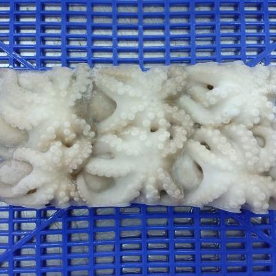 China High quality NATURE frozen octopus from Indonesia for sale