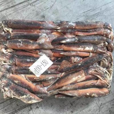 China High quality nutritious frozen SQUID from illex for sale for sale in 200-300g for sale