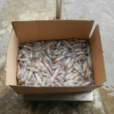 China Nutritious Frozen Squid Supplier Loligo Seafood Squid Chinensis for sale