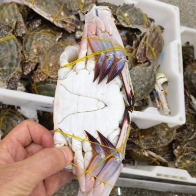 China NATURE IQF Seafood Frozen Whole Blue Swimming Crab for sale