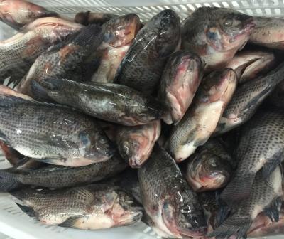 China NATURE Seafood Fresh Fish Tilapia Frozen Whole Round Tilapia for sale