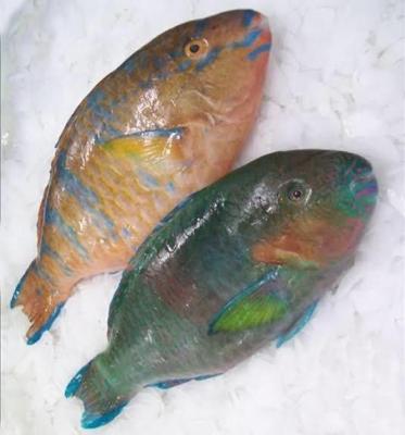 China NATURE Round Frozen Whole Parrot Fish Frozen Parrot Fish High Quality and Best Selling Whole Frozen PARROT FISH for sale