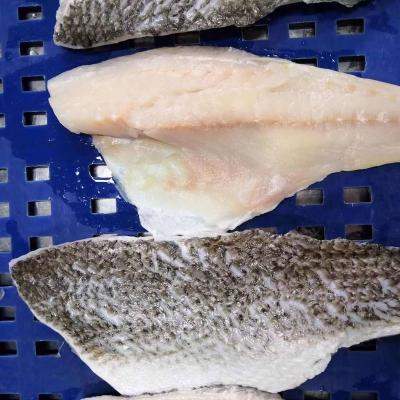 China High Quality NATURE Red Drum Fish For Sale Drum Fish Band Wholesale In Israel for sale