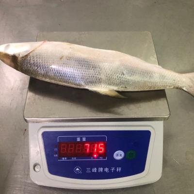 China Taiwan FROZEN milk fish 200 milk fish 300g 500 800g frozen for sale