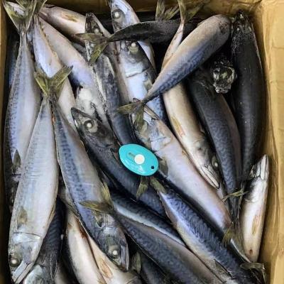 China NATURE Pacific Mackerel Fish Frozen Pacific Fish Seafood Products Mackerel Fresh Frozen Fish for sale