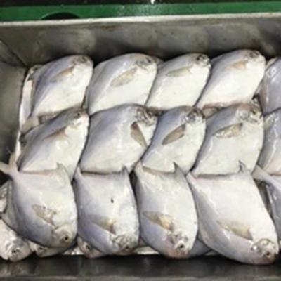 China NATURE chinese damselfish frozen fish price with high quality for sale