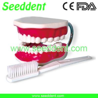 China Modelo de estudio dental con el cepillo de dientes en venta