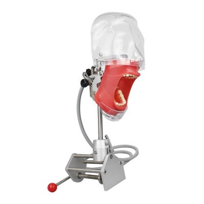 China Dental Simple tools head model dental simulator phantom for dentist education and teaching tooth model training for sale