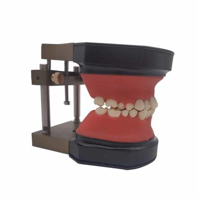 China Orthodontic Training Typodont Dental Teeth Model / Teeth Model for training / Study Teaching Model en venta