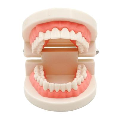 China Dental Teeth Teaching Model Full Set Orthodontic Model with Metal Bracket /dental bracket Standard model of dentures for sale