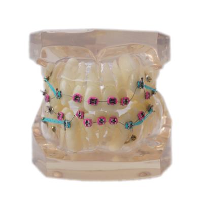 China SE-MOB8-01 Dental teeth teaching study model full Orthodontic Metal Bracket en venta