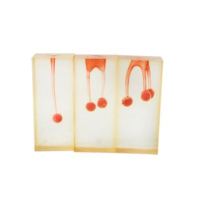 China Clinic Hospital Dental Teaching Products Dental Training Tooth Endodontic Root Canal Model 3pcs/set for sale