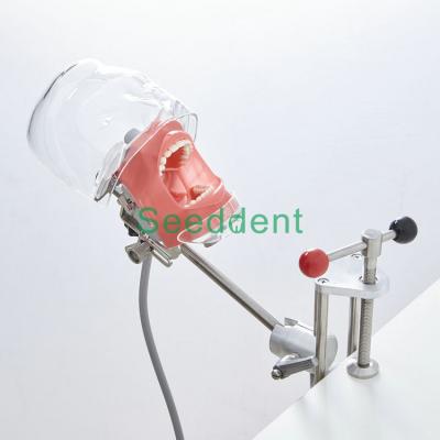 China Dental Oral Cavity Training Simple Simulation Head Teeth Model/Simple Head Model Dental Model for denture school for sale