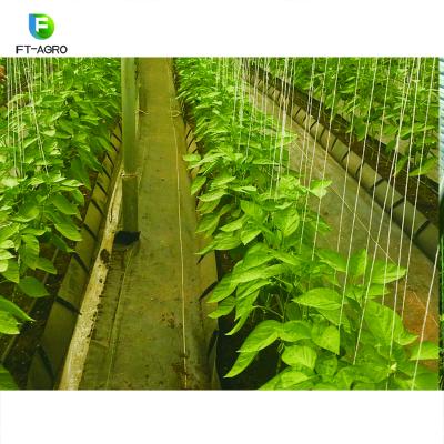 China Glass tropical greenhouses in desert areas for sale