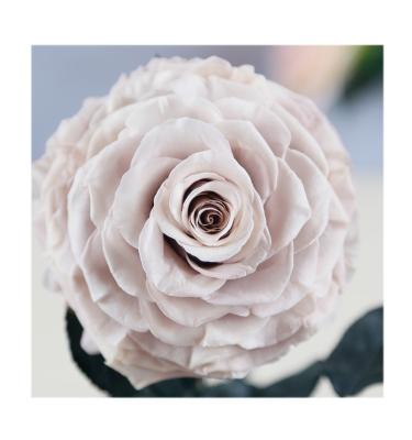 China Natur Roses 2019 New Style Wholesale Gift Items Preserved Flower Immortal Rose In Glass For Wedding Christmas Valentines Day for sale