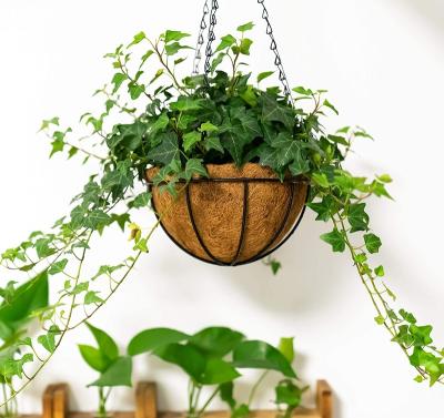 China 10 Inch Modern Cocos Fiber Metal Biodegradable Coir Hanging Pot With Metal Hanging Chain for sale