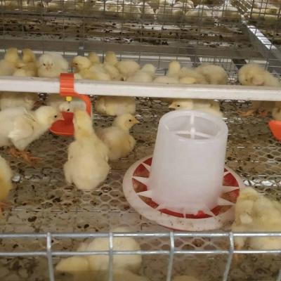 China 2019 Chicken Farm Factory Full Galvanized Small Shape Chicken Breeding Cage With Automatic Feeding And Drinking System For Sale With Nice Price for sale