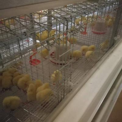 China Grows 3 Rows Full Automatic A-frame Pullets Rearing Cages Chicken Galvinzed System With Automatic Fertilizer Belt Cleaning for sale