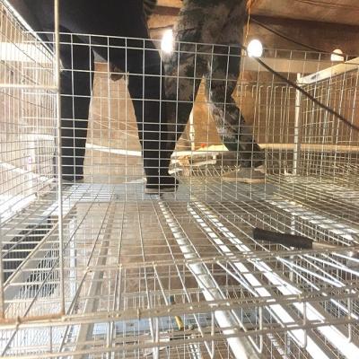 China Farms 3/4 Rows One Type 10000 Layer Chicken Farm Bird Cage For Sale Automatic Egg Chick /hen Poultry House Farm Design Equipment for sale