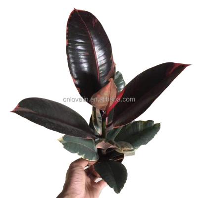 China elaslica environment friendly wholesale decorums ficus rubber tree ornamental plants for home and garden for sale