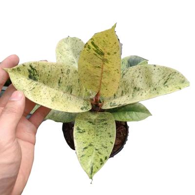 China Elastica Shivereana Plants Ornamental Plants Rubber Cute Ficus Environmentally Friendly Bonsai Tree Ficus Leaves Decoration Home Nursery for sale