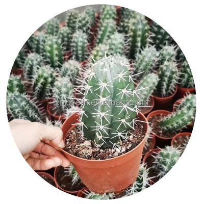 China Environmental Friendly Plants Live Succulent Woody Plants Indoor Cactus And Succulents For Indoor Decorate for sale