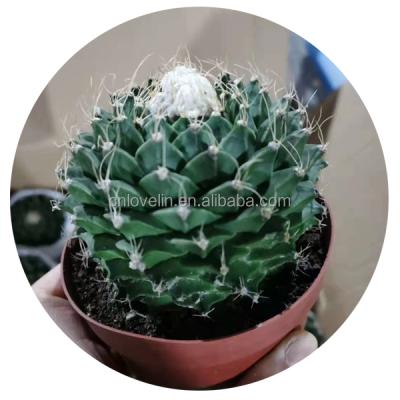 China Environmental Friendly Plants Live Succulent Obregonia Woody Plants Indoor Cactus And Succulents For Indoor Decorate for sale