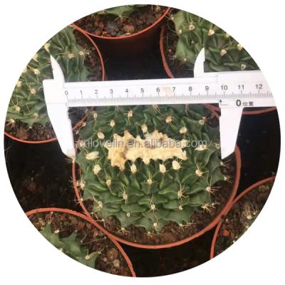 China Environmental Friendly Succulents Wholesale Live Plants Obregonia cristata Ornamental Plants For Indoor Decorate Natural Cactus for sale