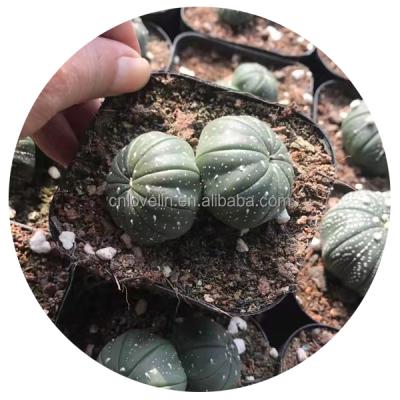 China Environmental Friendly Plants Live Succulent Seeds Astrophytum Asterias Cacti Indoor Cacti And Succulents Kaktus Plants Cactus For Indoor Decorate for sale