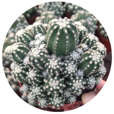 China Cacti Ornamental Plants Wholesale Cacti Environmentally Friendly Real Live Plants For Indoor Decorate Natural Cacti for sale